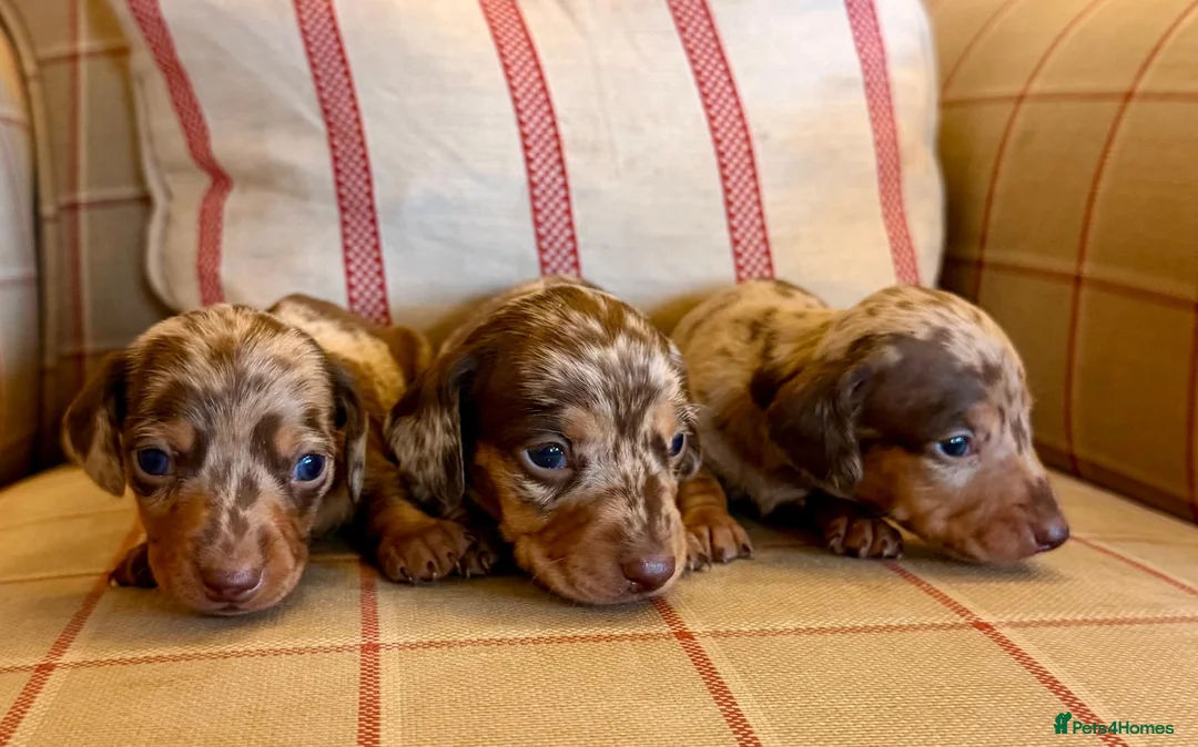 Miniature Dachshund dogs for sale: KC Reg Health Tested Miniature Daschaund  - Advert 2