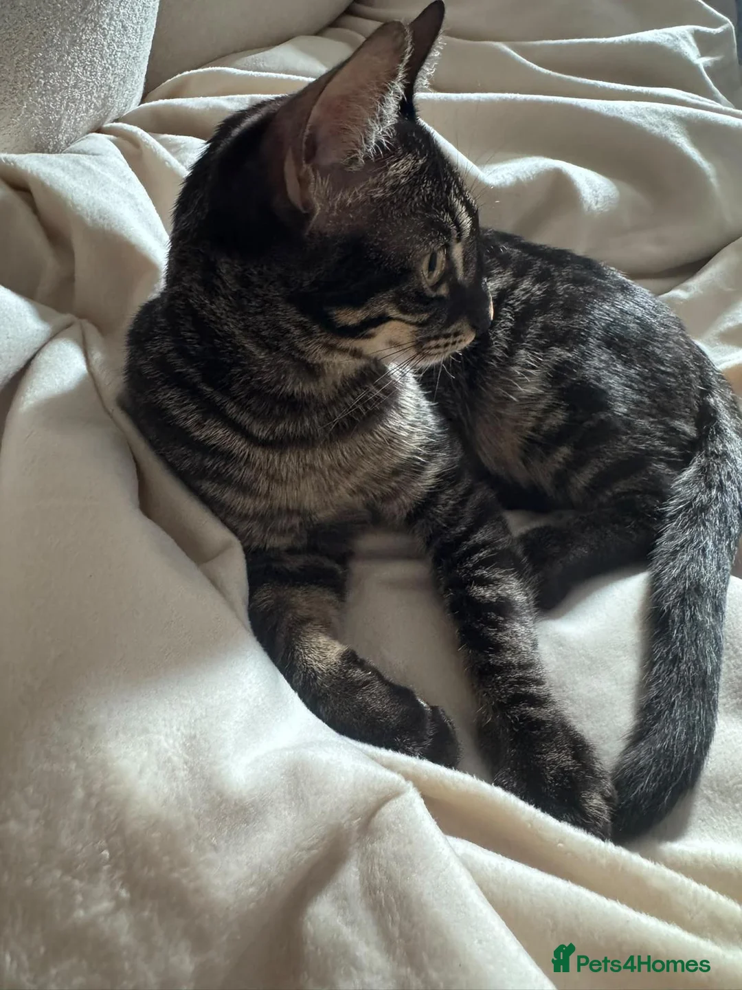 Bengal cats for sale: Beautiful, friendly Bengal looking for a home - Advert 3