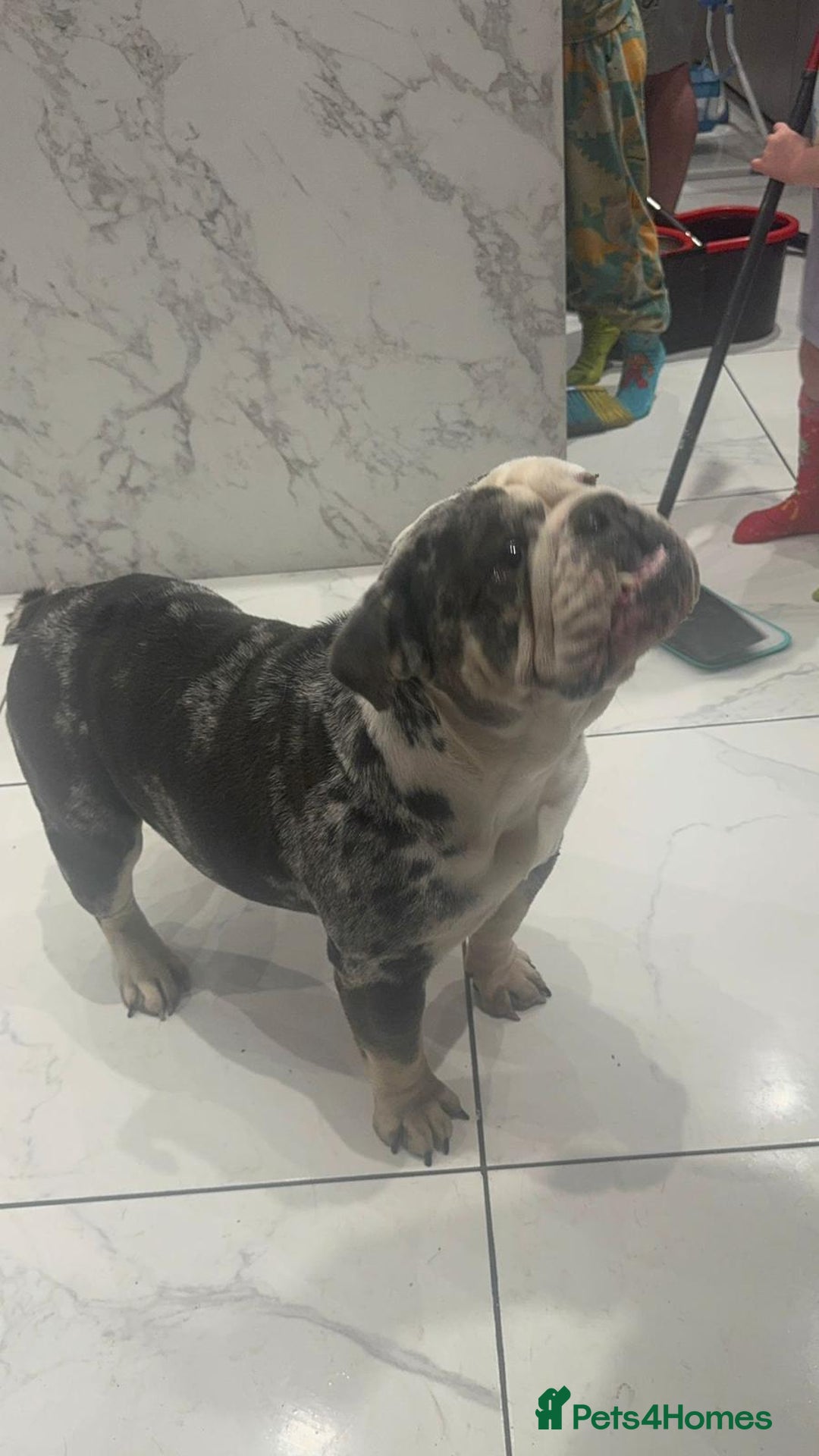 English Bulldog dogs for sale: English bulldog  - Advert 1