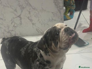 English Bulldog dogs English bulldog - Advert 1