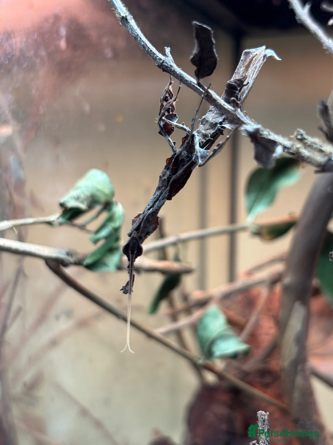 Praying Mantis invertebrates for sale: Various Praying Mantis for sale  - Advert 6