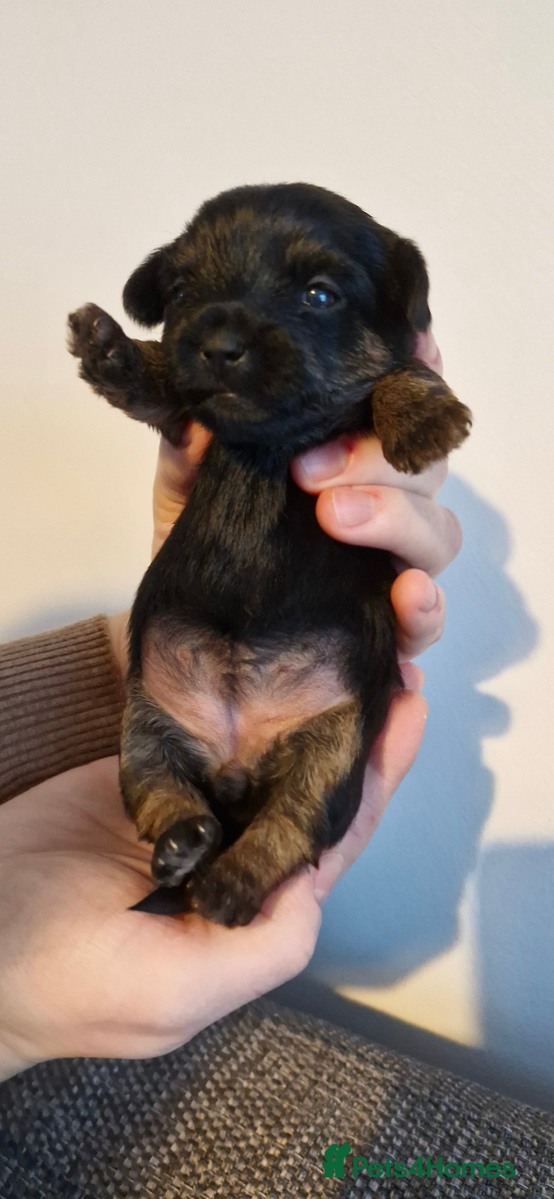 Yorkshire Terrier dogs for sale: Yorkshire terrier  - Advert 24