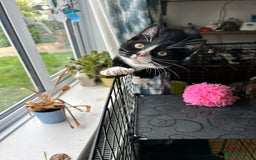 Ragcoon cats for sale: Polydactyl Ragcoons!  in Shepton Mallet - Image 20
