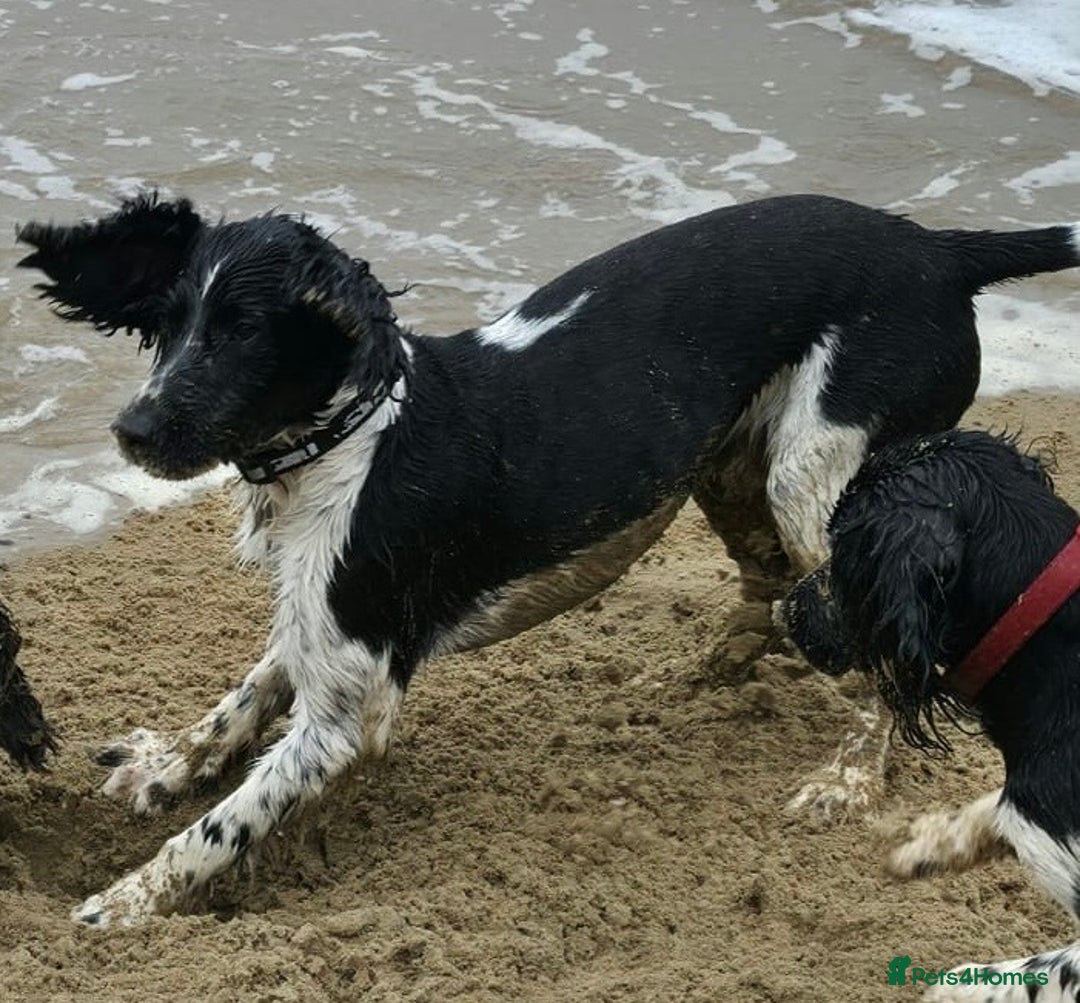 Sprocker dogs for sale: Spoker  - Image 8