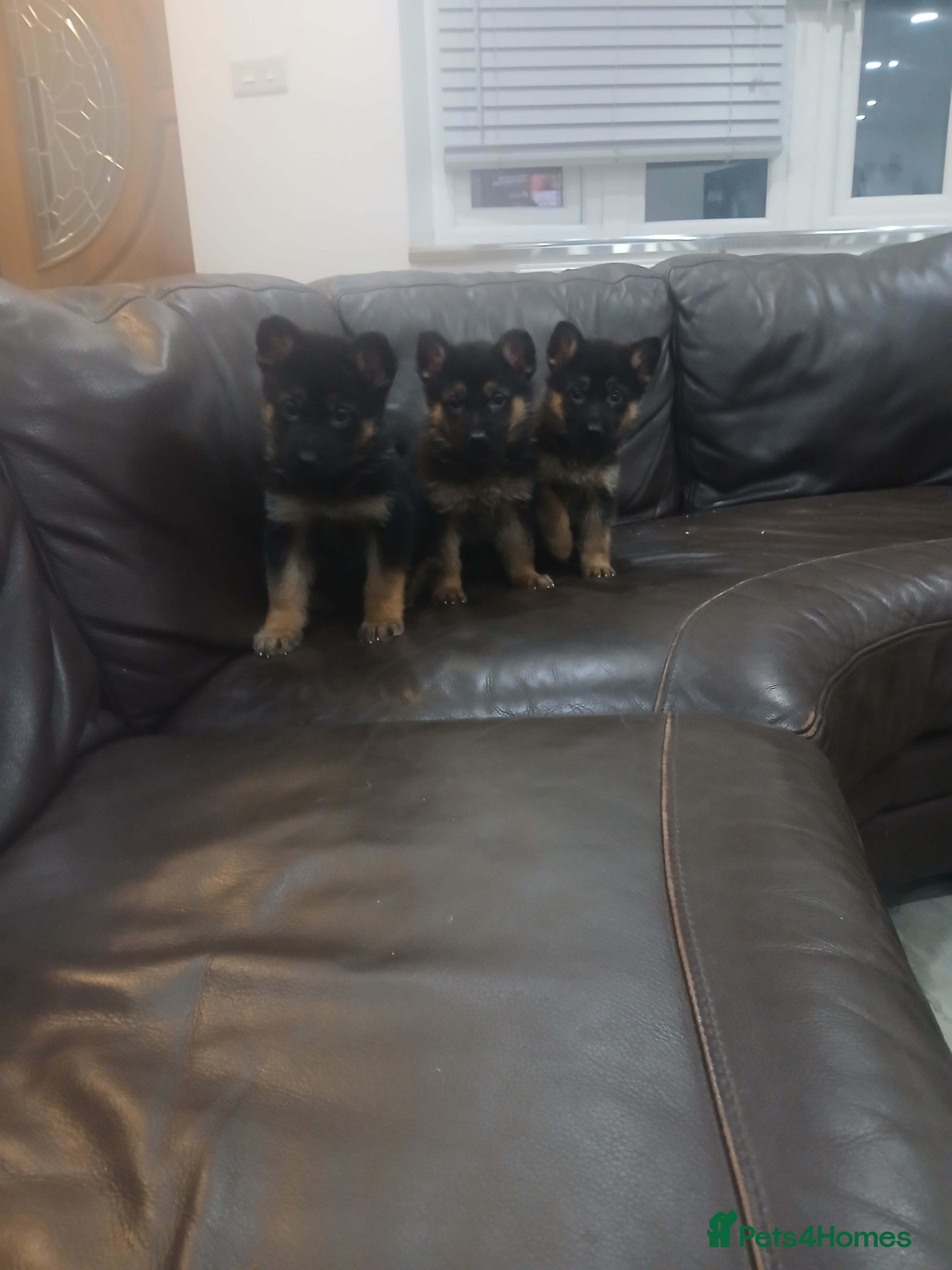 German Shepherd dogs German shepherd pups READY TO LEAVE NOW - Advert 7