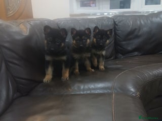 German Shepherd dogs German shepherd pups READY TO LEAVE NOW - Advert 7