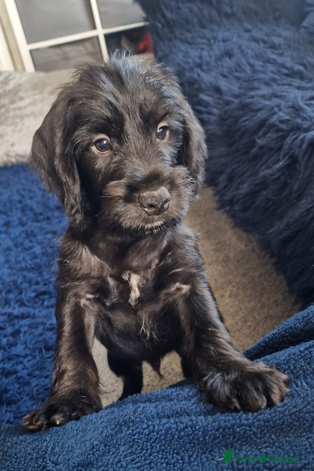 Mixed Breed dogs UPDATED 28.6.26 - Schnockers READY NOW - Advert 17