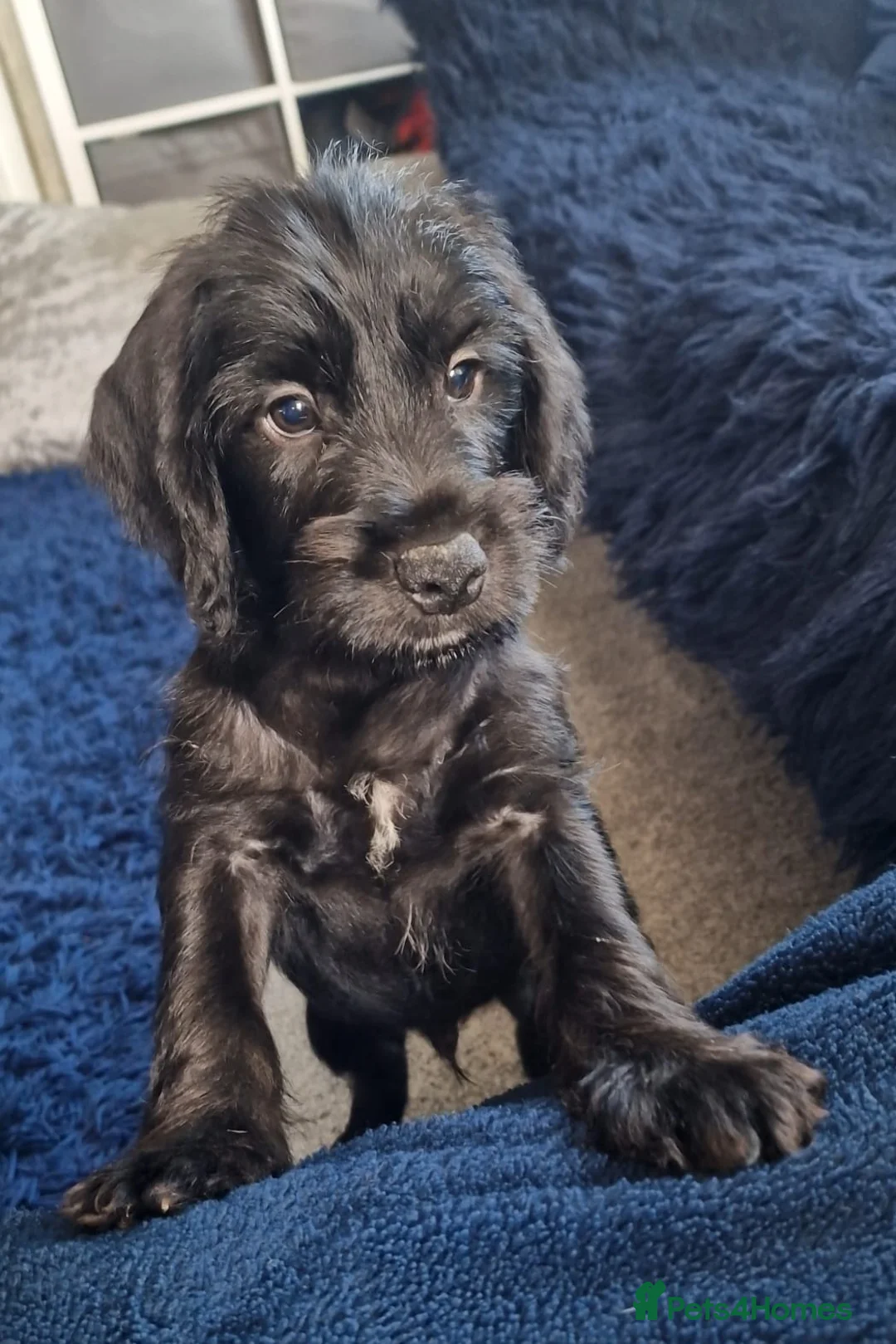 Mixed Breed dogs for sale: UPDATED 28.6.26 - Schnockers READY NOW - Advert 1