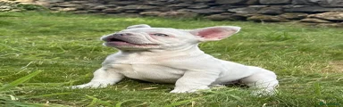 French Bulldog Puppy 5