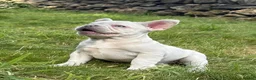 French Bulldog dogs for sale: 🔥READY NOW🔥KC registered frenchie pups❤️‍🔥 - Advert 8