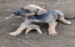 Mixed Breed dogs for sale: Huntaway x Lurcher puppies  - Image 18
