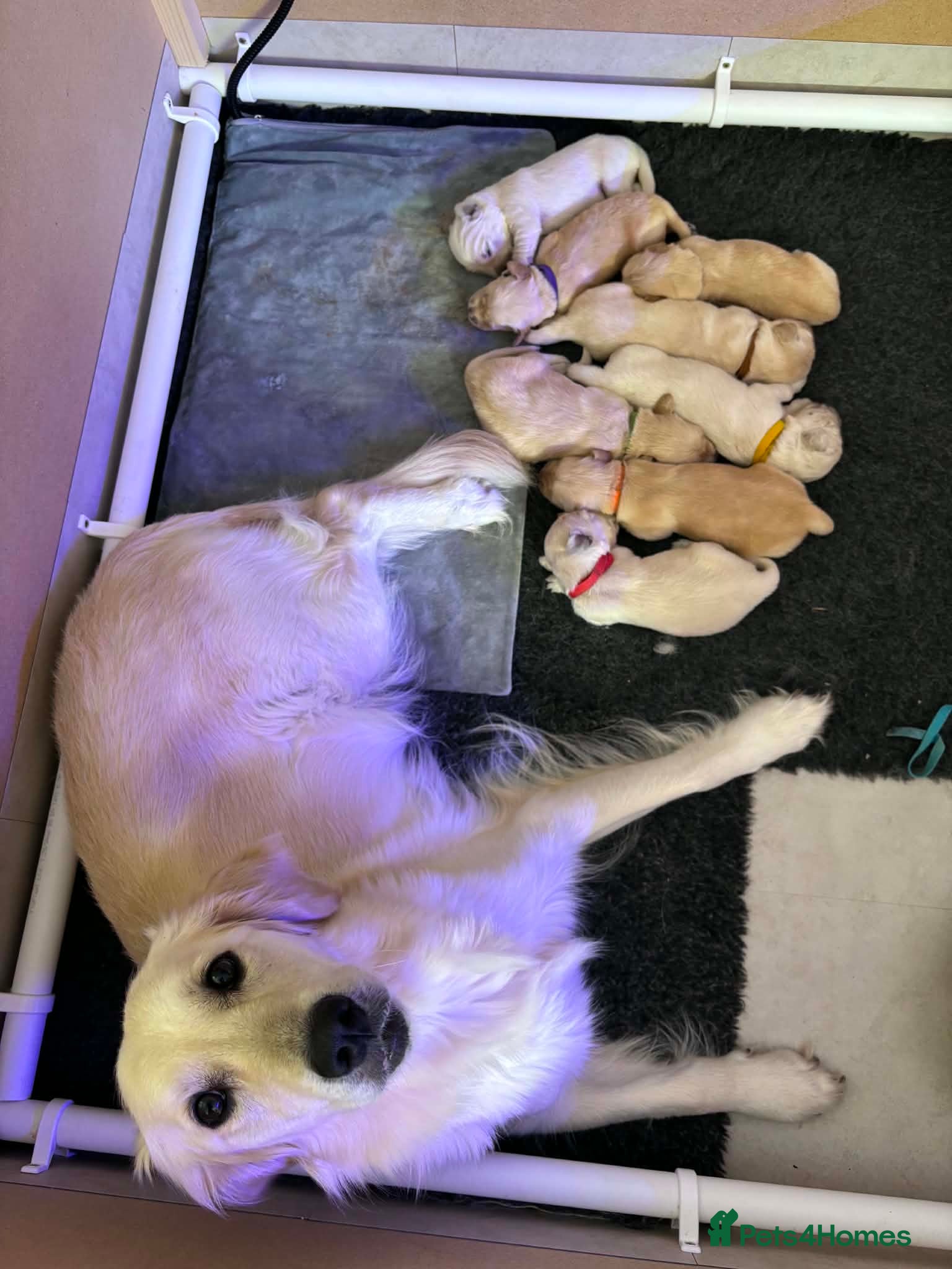 Golden Retriever dogs Golden Retriever 1 boy left 4 girls - Advert 10