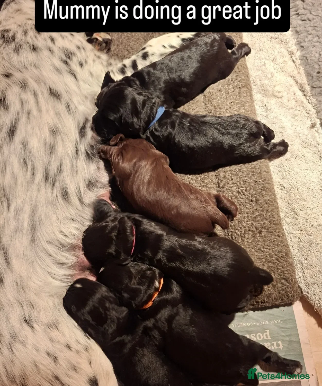 Sprocker dogs Two beautiful chunky sprocker dogs / boys - Advert 2