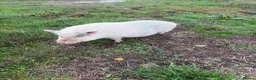 Pig livestock for sale: 2 sisters  in Colchester - Advert 2