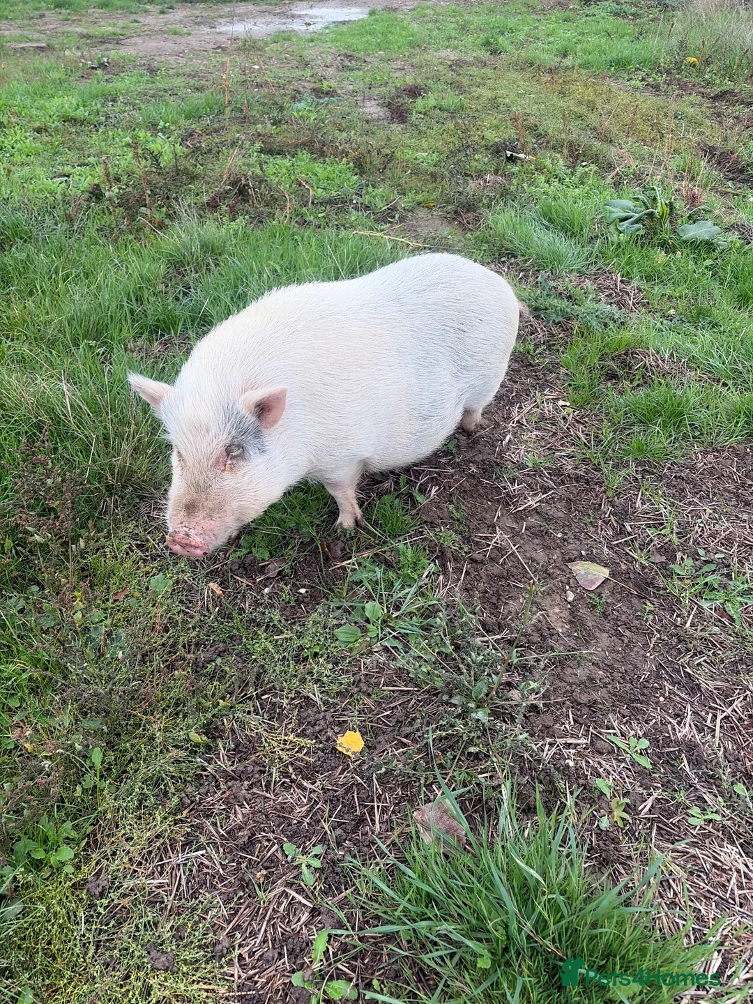 Pig livestock for sale: 2 sisters  in Colchester - Advert 2