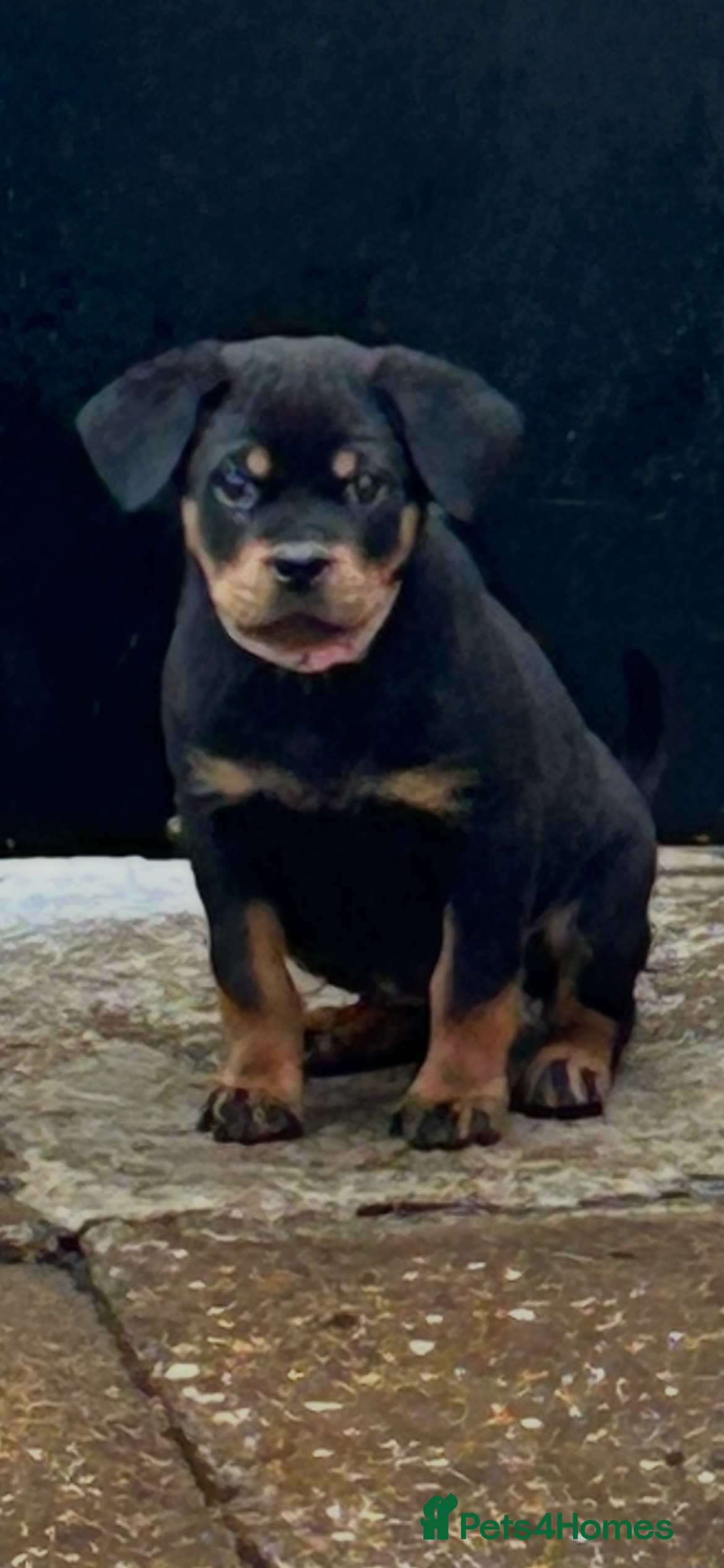Rottweiler dogs Champion  bloodline Rottwiler Puppies  - Advert 1