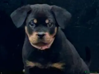 Rottweiler dogs Champion bloodline Rottwiler Puppies - Advert 1
