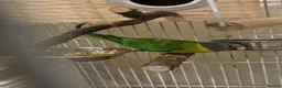 Parakeets birds for sale: Male and female plum head parakeets  - Advert 3