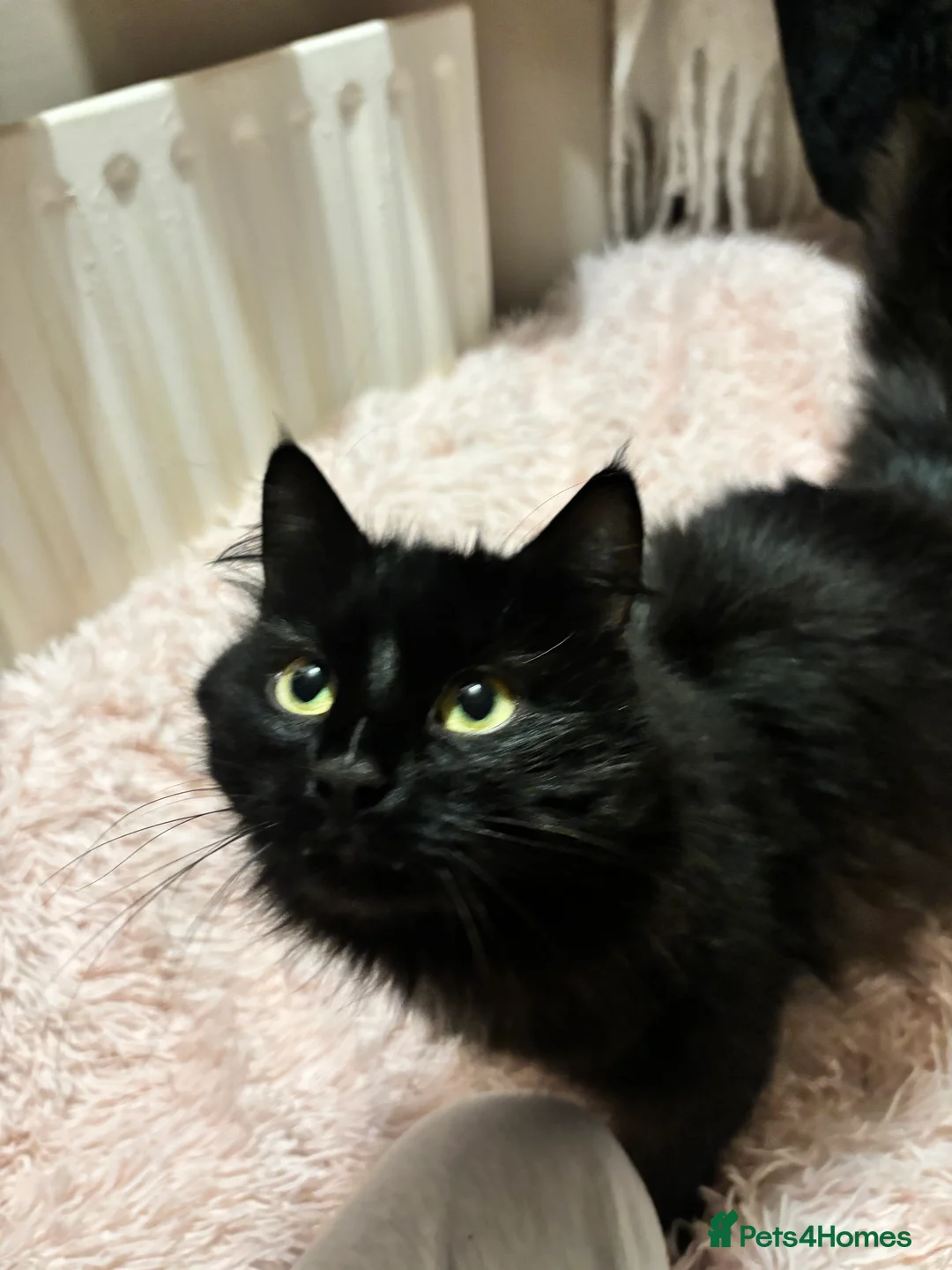 British Longhair cats for sale: Kitty looking for a home! in Leicester - Advert 2