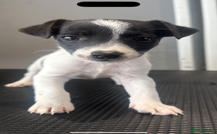 Jack Russell dogs - Advert 16