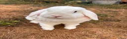 Mini Lop rabbits for sale: Two Blue eye white mini lop rabbits (and hutch) - Advert 4