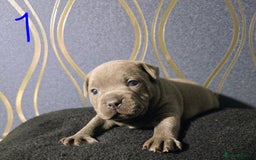 Staffordshire Bull Terrier dogs for sale: Stunning Staffordshire bull terrier pups  - Image 5