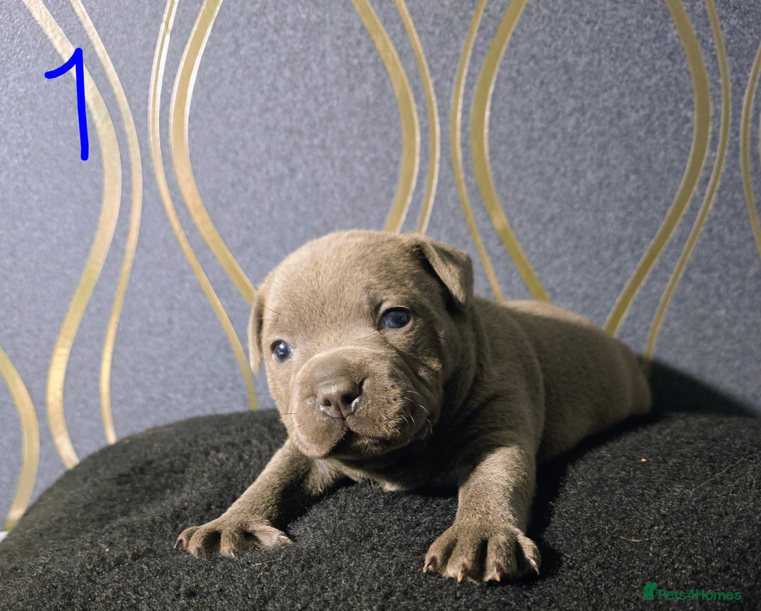 Staffordshire Bull Terrier dogs for sale: Stunning Staffordshire bull terrier pups  - Image 5