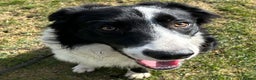 Border Collie dogs for stud: Beautiful Pedigree Stud Border Collie for breeding in Isleworth - Advert 3