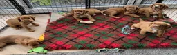 Cocker Spaniel dogs for sale: Stunning Cocker Spaniel Puppies - Advert 6