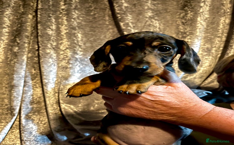 Chiweenie dogs - Advert 9