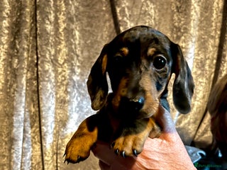 Chiweenie dogs - Advert 3