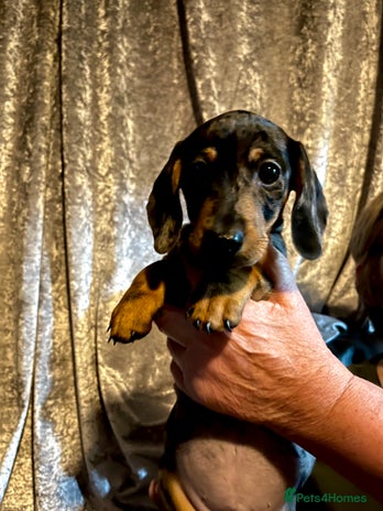 Chiweenie dogs - Advert 1