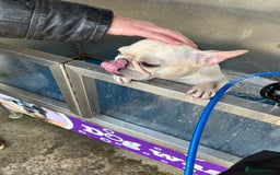 French Bulldog dogs for sale: Female Frenchie needing new home - Image 22