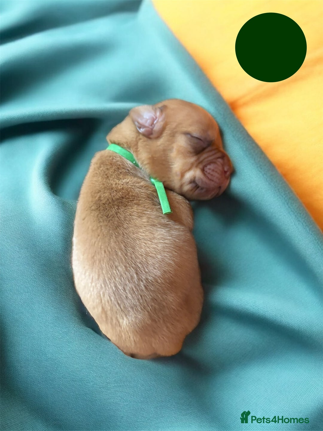 Dogue De Bordeaux dogs for sale: KC reg Dogue de Bordeaux puppies  - Image 9
