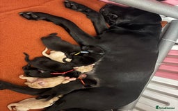 Labrador Retriever dogs for sale: KC Labrador pups - Image 3