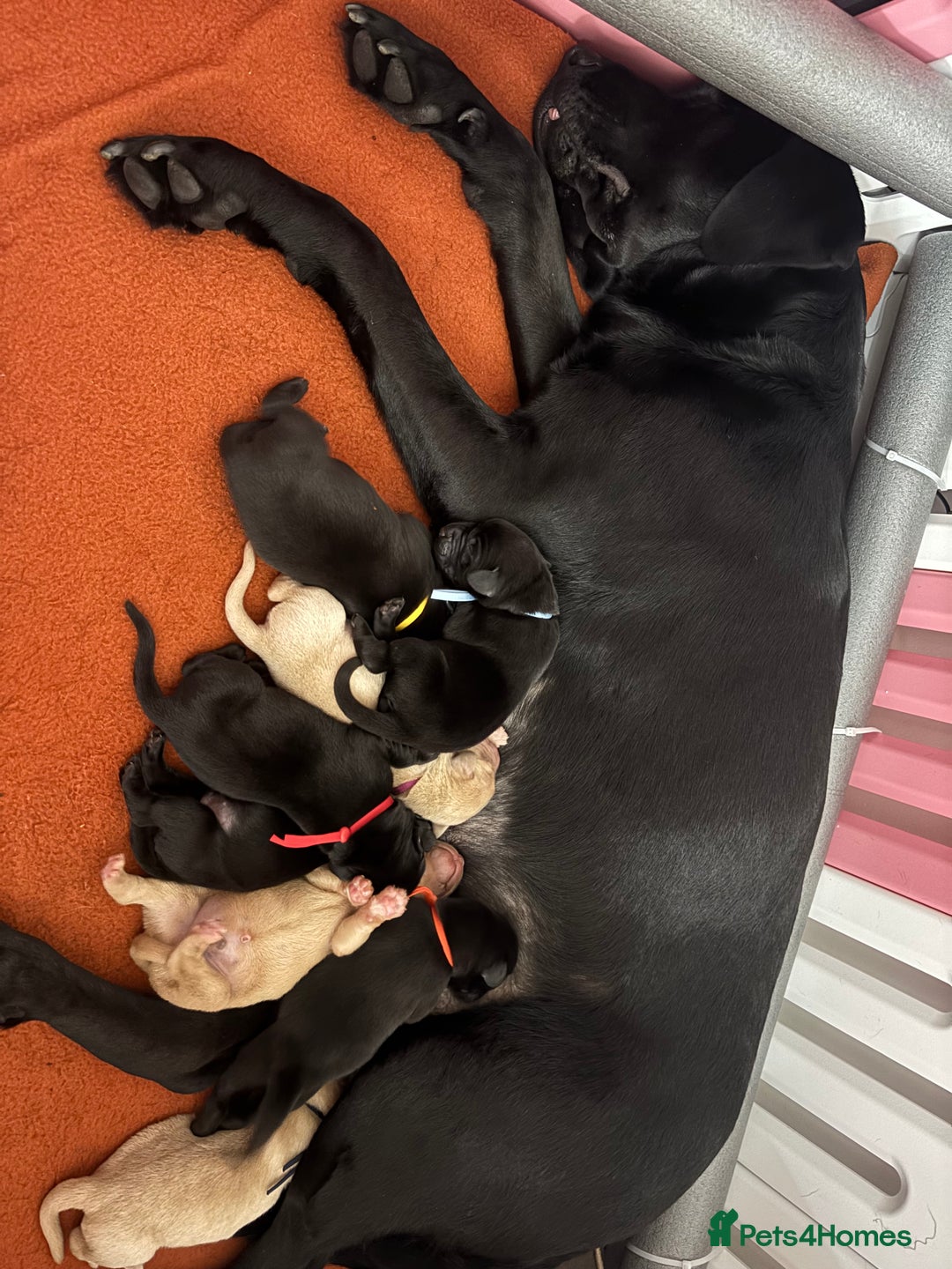 Labrador Retriever dogs for sale: KC Labrador pups - Image 3