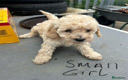 Cockapoo dogs for sale: Cockapoo F1B puppy’s  - Image 8