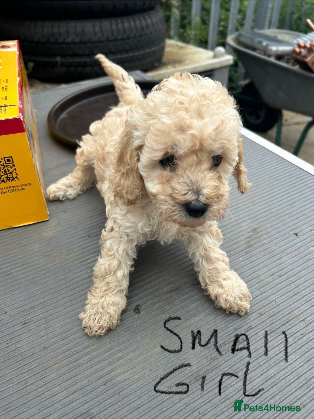 Cockapoo dogs for sale: Cockapoo F1B puppy’s  - Image 8