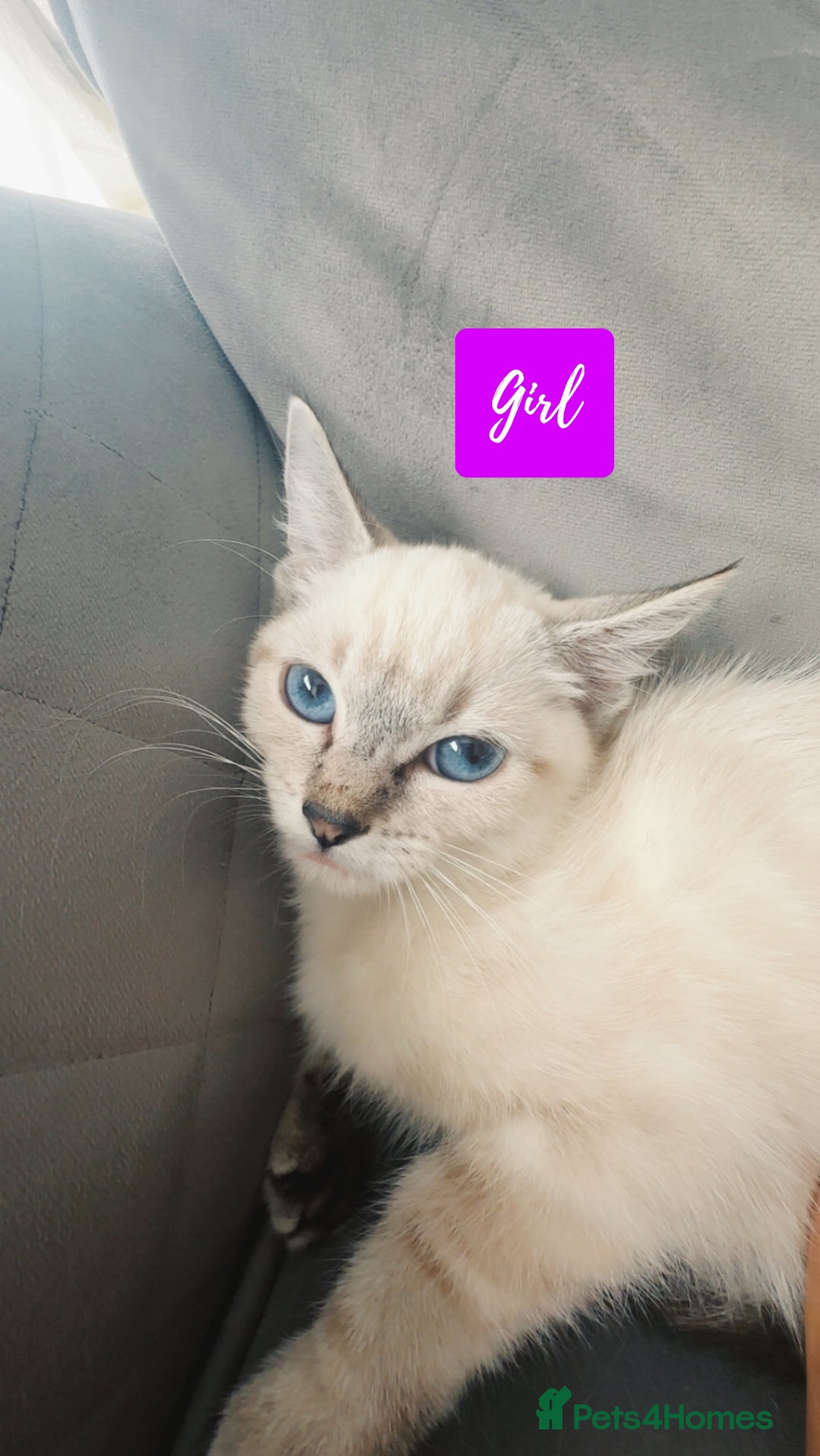 Ragdoll cats for sale: 💙Beautiful Ragdoll Kittens – Ready Now – £700 - Image 5