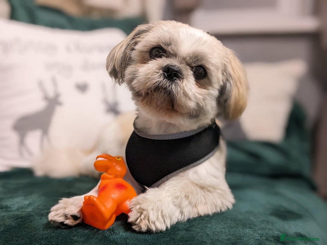 Shih Tzu dogs for sale: 4 beautiful shih tzu puppies 2 female 2 male - Image 15