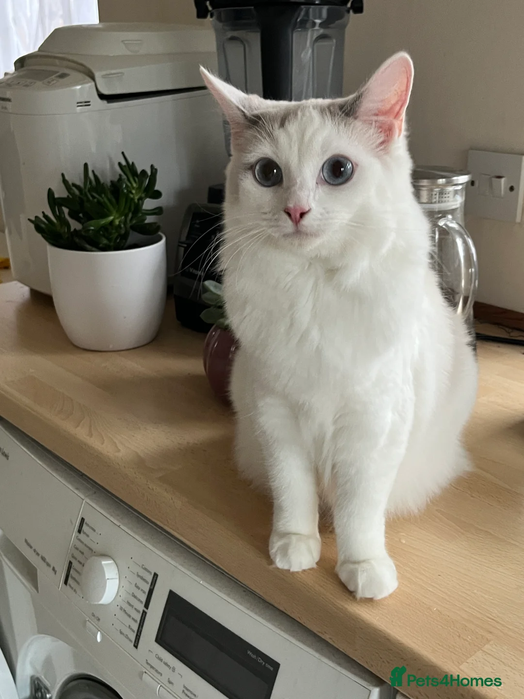 Mixed Breed cats for sale: Ragdoll & Kurilian bobtail mixed - Advert 22