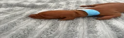 Hungarian Vizsla dogs for sale: Hungarian Vizsla Puppies in Bridgend - Advert 6
