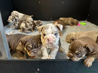 English Bulldog dogs One Of A Kind English Bulldogs DWKC - Advert 4