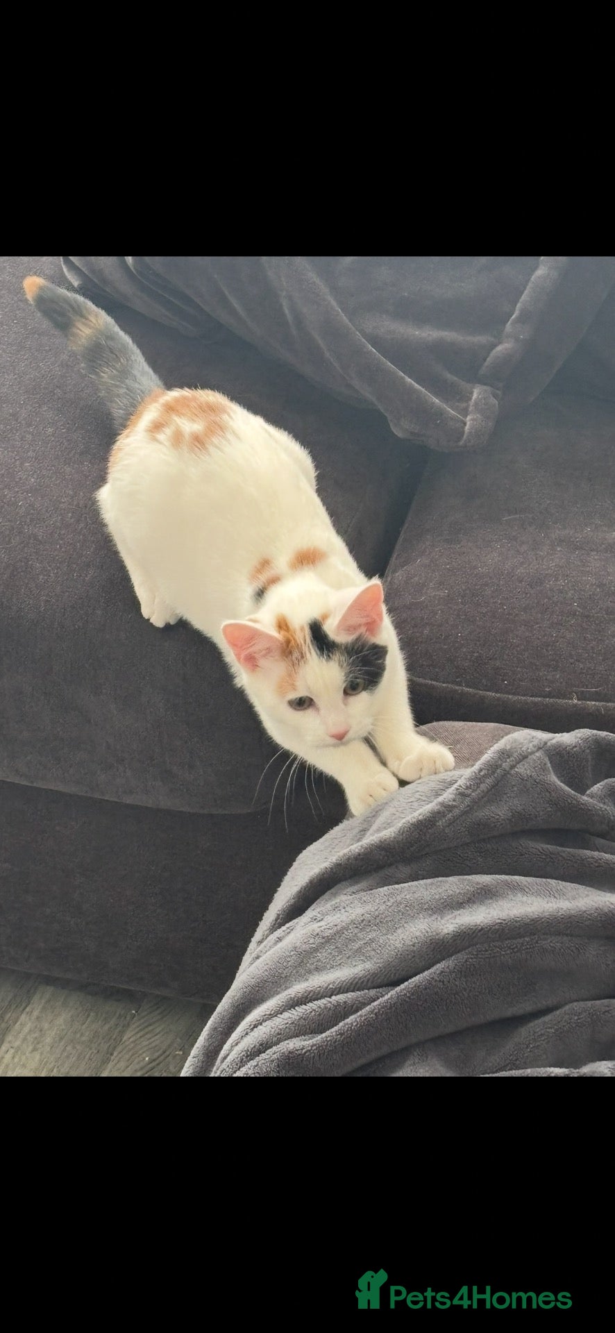 British Shorthair cats Loving Home Wanted for Ivy - Advert 1