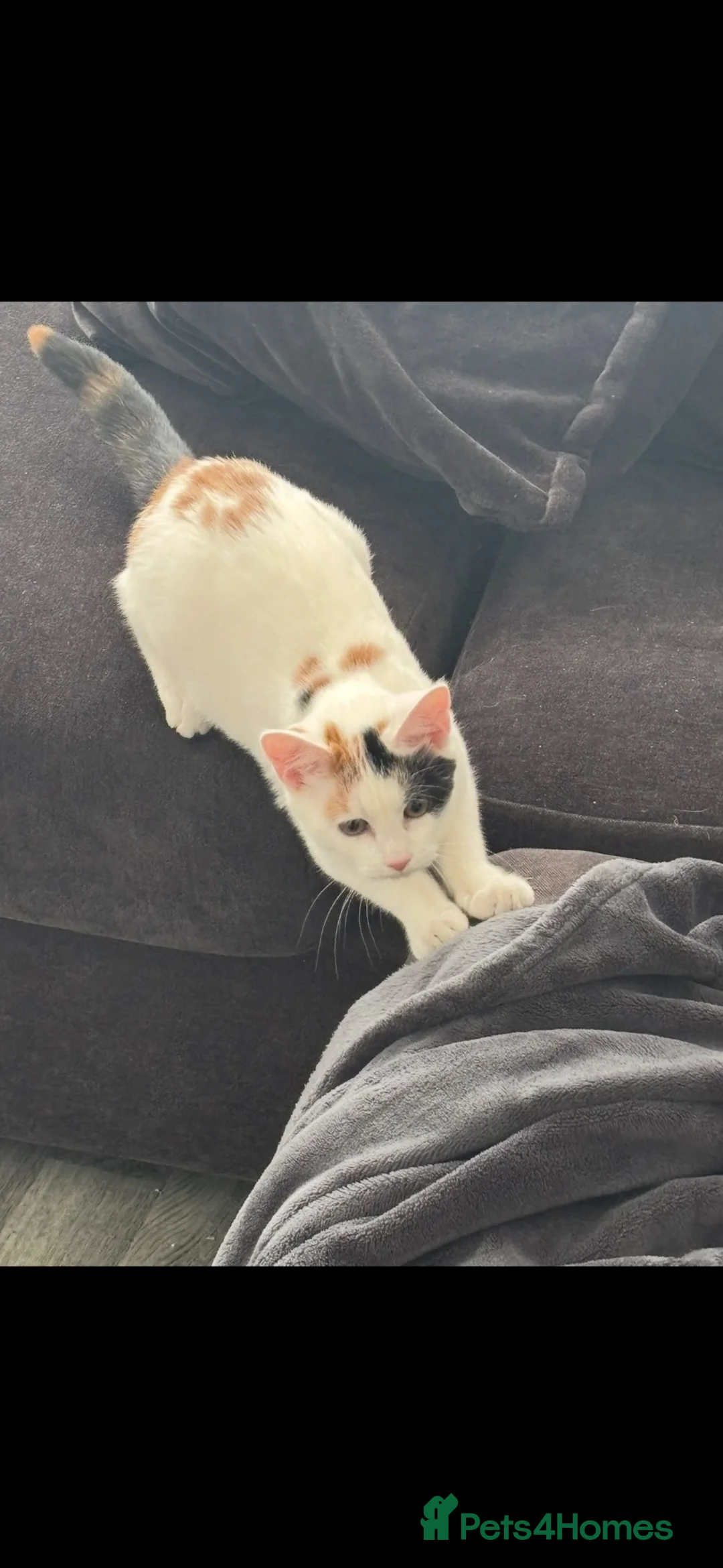British Shorthair cats for sale: Loving Home Wanted for Ivy in Enfield - Advert 1