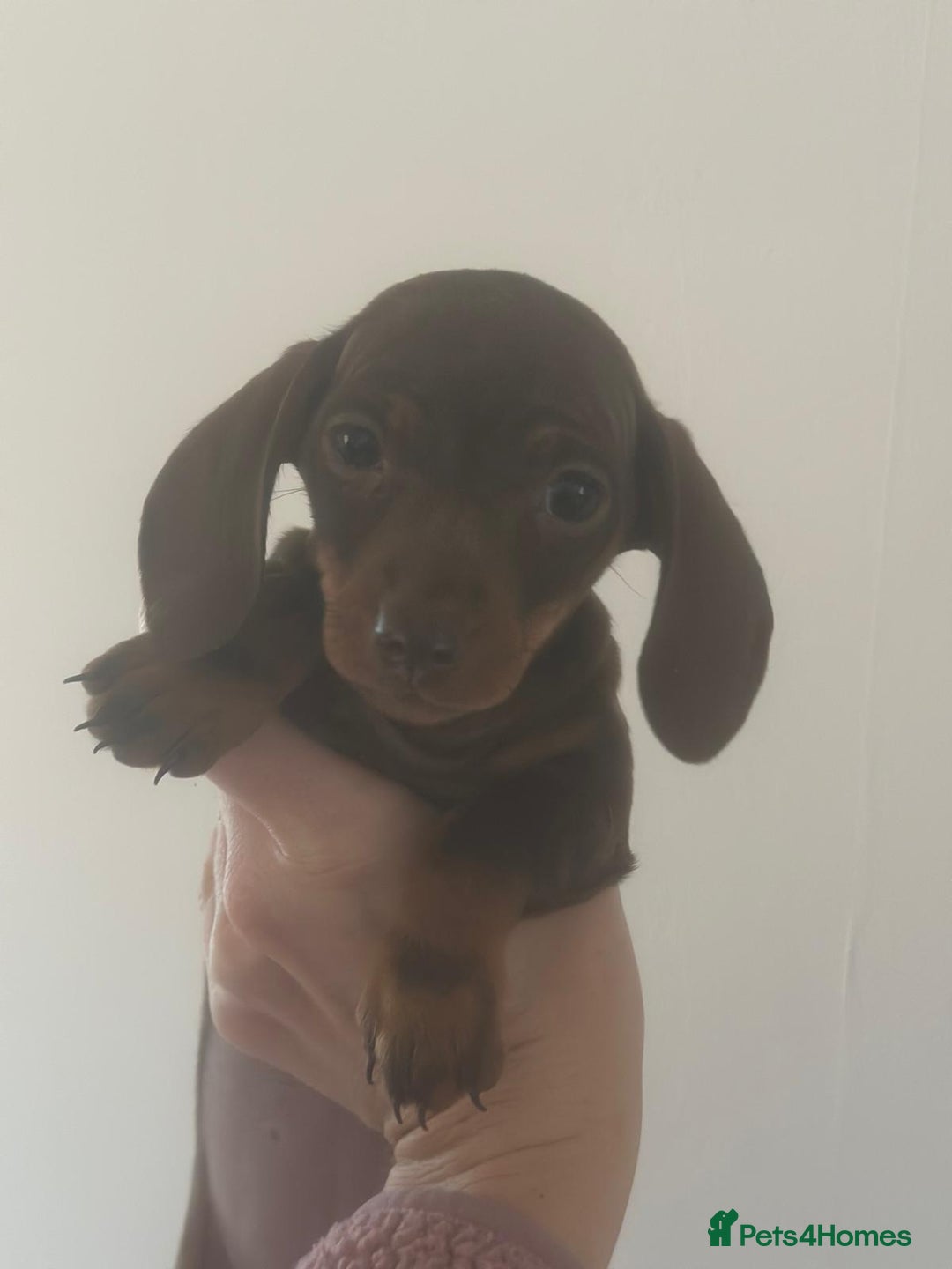 Dachshund dogs for sale: Miniature dachshunds  - Image 7