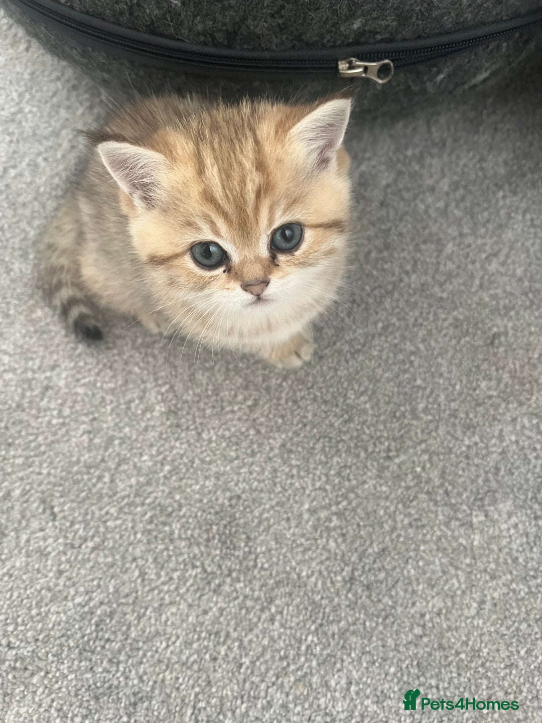 British Shorthair cats for sale: Two golden British Shorthair females - Advert 5