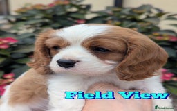 Cavalier King Charles Spaniel dogs for sale: Extensively Health Tested! Own eye test, 0% Co-eff - Image 1