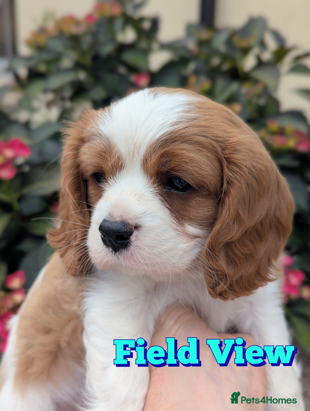 Cavalier King Charles Spaniel dogs for sale: Extensively Health Tested! Own eye test, 0% Co-eff - Image 1