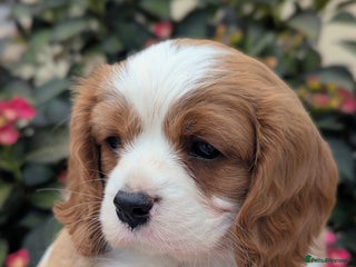 Cavalier King Charles Spaniel dogs - Advert 23